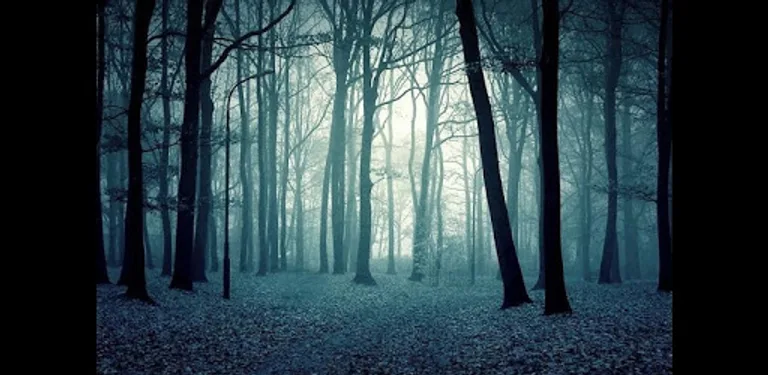 Ricardo Milos : Forest of Flex cover image