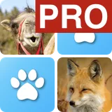 Pairs: Animals Pro icon