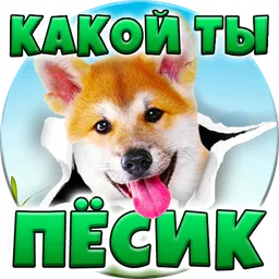 Тест: Какой ты Пёсик? icon