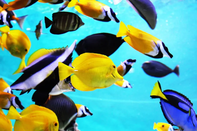 Aquarium Wallpapers screenshot 2