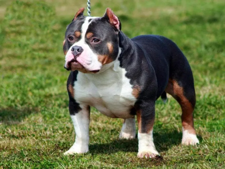 Pitbull HD Wallpaper 2019 screenshot 1