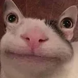 Darf der Kevin spielen kommen? icon