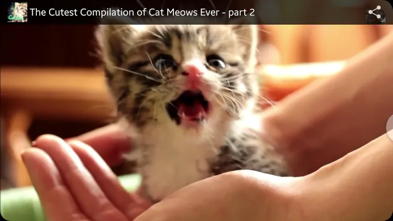 Imágenes Gatos Graciosos screenshot 1