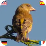 Birds of Europe (DE EN ES FR) icon