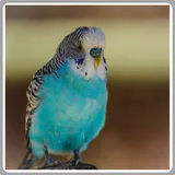 Birds Wallpapers icon