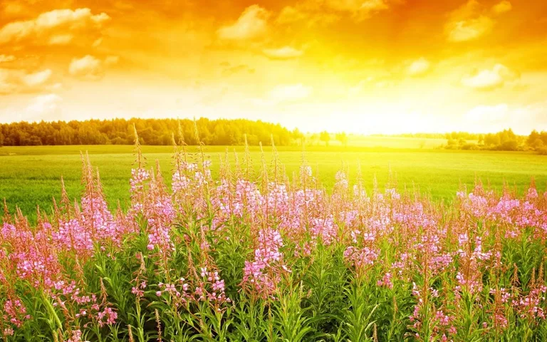 Sunrise Background screenshot 1