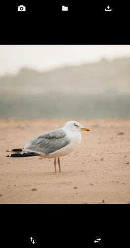 Flip Image (Mirror Image) screenshot 4