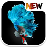 Betta Fish Wallpaper icon