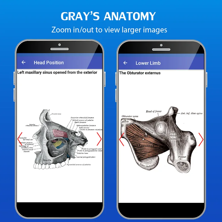 Gray's Anatomy - Anatomy Atlas screenshot 4