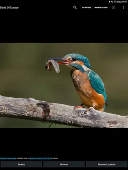 Birds Of Europe Guide screenshot 5