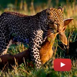 Wild Animals - Documentary Online 🎥 icon