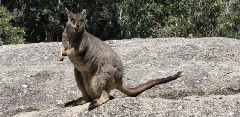 Australian Mammals cover image