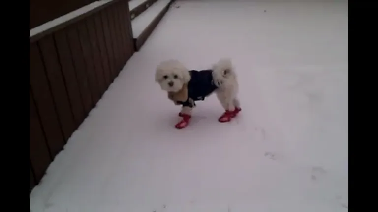 Video Looper screenshot 1