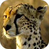 Cheetah Wallpapers icon