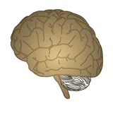 Neurology- Stroke localization icon