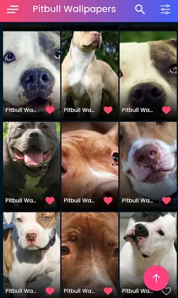 4K Pitbull HD Wallpapers 2020 screenshot 2