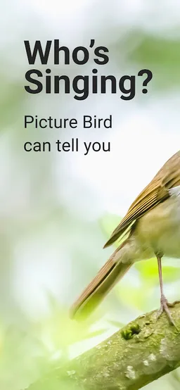 Picture Bird - Bird Identifier screenshot 1