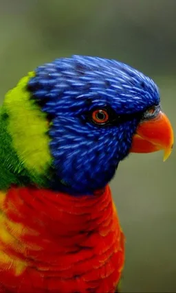 Animal jigsaw puzzle : free puzzle app for android screenshot 7