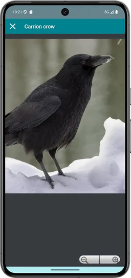 Progressive decoy of crows screenshot 4