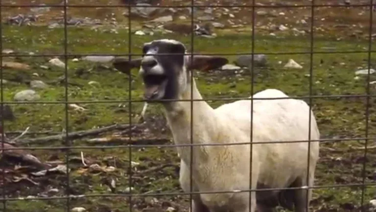 Screaming Sheep screenshot 1