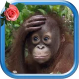 Monkey Animated Pictures icon