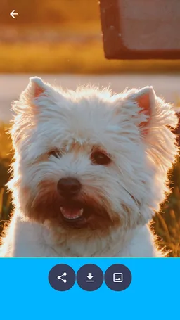 4K Animal Wallpapers screenshot 3