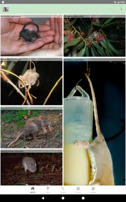 Australian Mammals screenshot 13