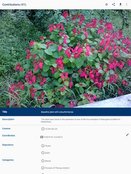 Wikimedia Commons screenshot 11