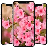 Spring Wallpaper 🌸 🌹 🌺 🌻 🌼 🌷 icon