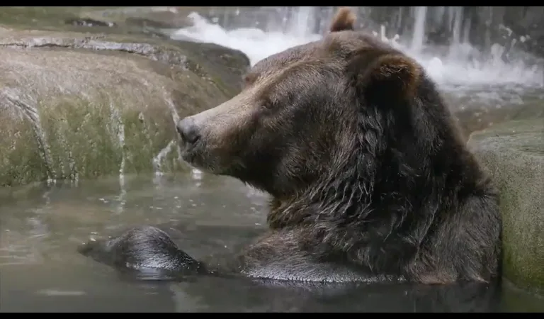 Hey Zookeeper screenshot 4