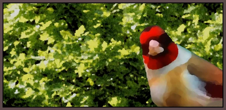 Birdquiz Light cover image