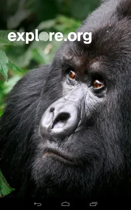 explore.org screenshot 5