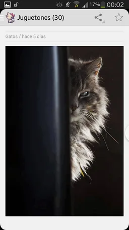 Imágenes Gatos Graciosos screenshot 5
