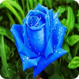 Imagenes de Flores y Rosas icon