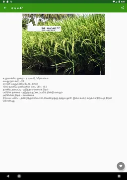 Paddy Varieties screenshot 13