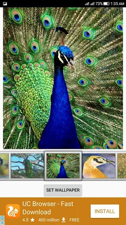 Peacock Live Wallpaper screenshot 7