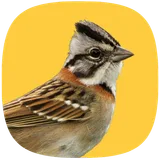 Tico Tico Fibra icon