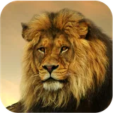 Lion Wallpapers icon