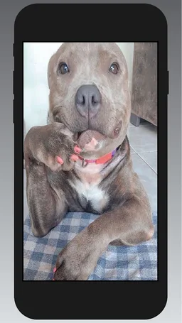 Pitbull Wallpapers screenshot 8