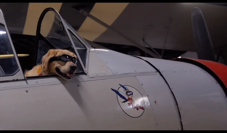 Air Zoo screenshot 2