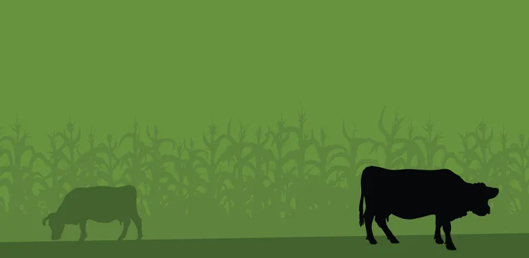 Kurima Mari cover image