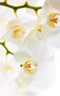 Orchid Live Wallpaper screenshot 6