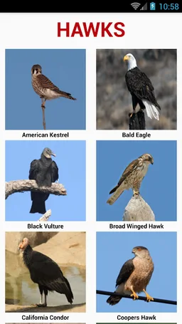 South American Birds screenshot 5