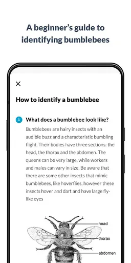 What’s that bumblebee screenshot 14