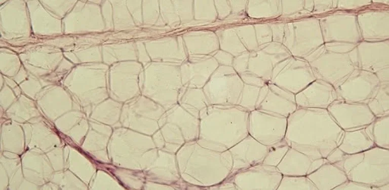 Body tissues cover image