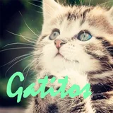 Imágenes Gatos Graciosos icon