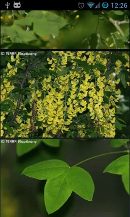 Terra Fa-lexikon és határozó screenshot 3