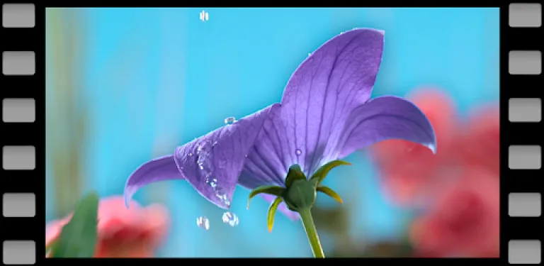 Flowers Video Wallpaper For Lock Screen cover image