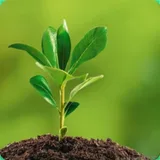 Environmental Ecology icon