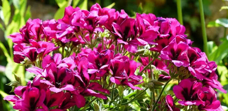 Houseplants cover image